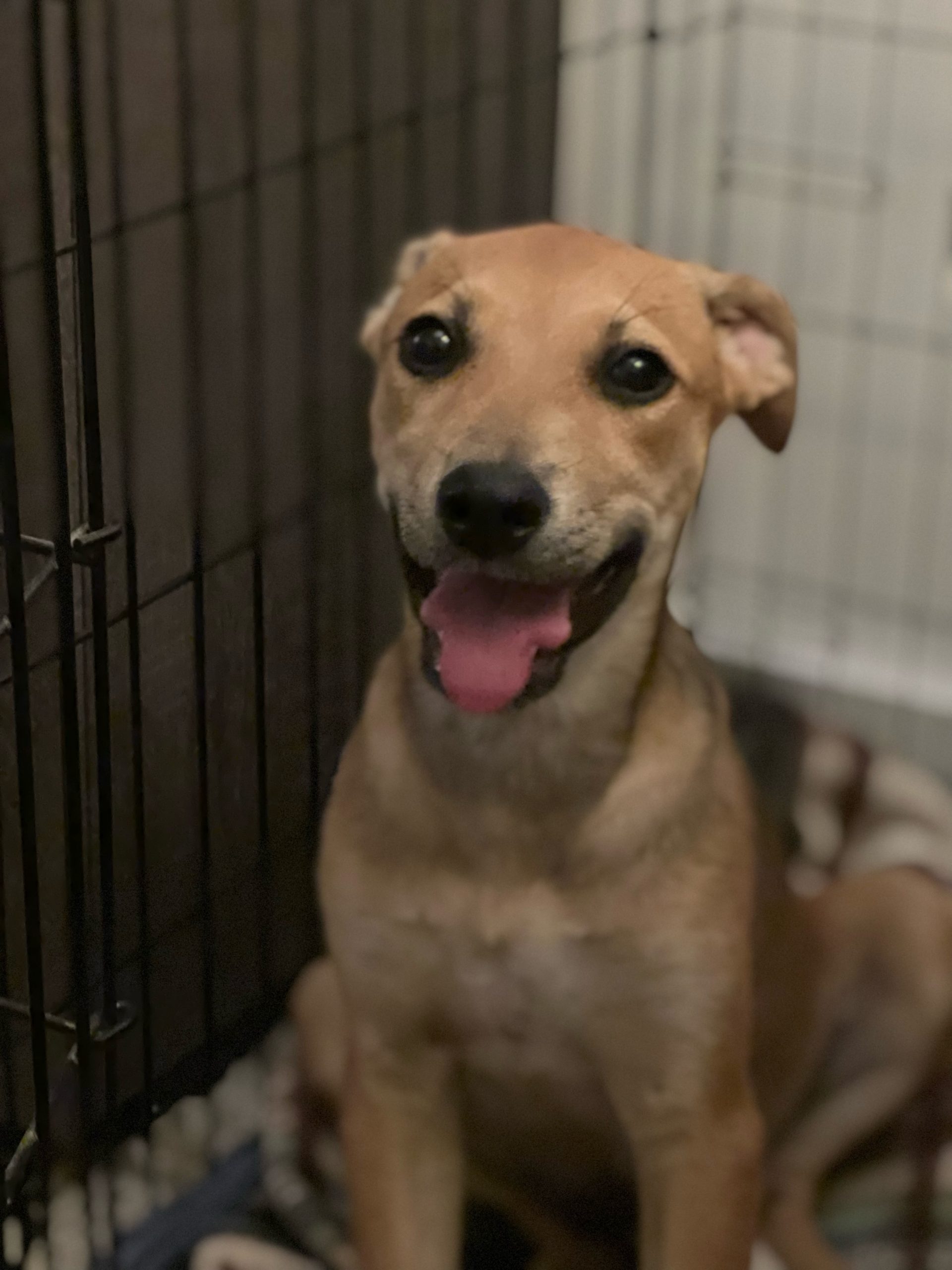 US Service Animals - How to Crate Train a Puppy