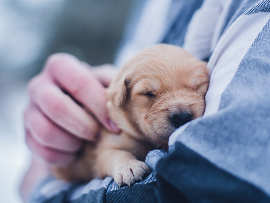 lydia-torrey-tinypuppy-unsplash-sm lydia-torrey-tinypuppy-unsplash-sm