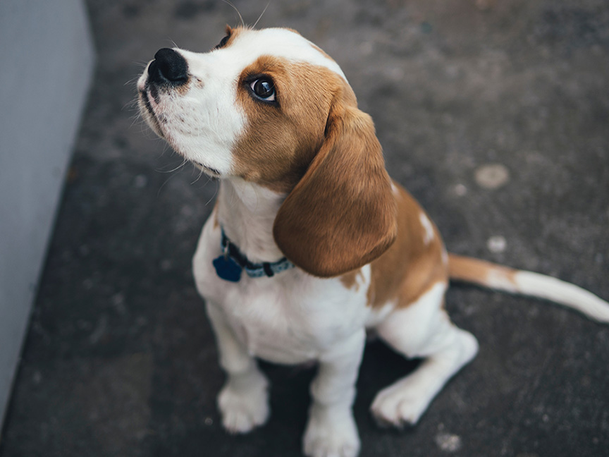 marcus-wallis-beaglepupsit-unsplash-sm