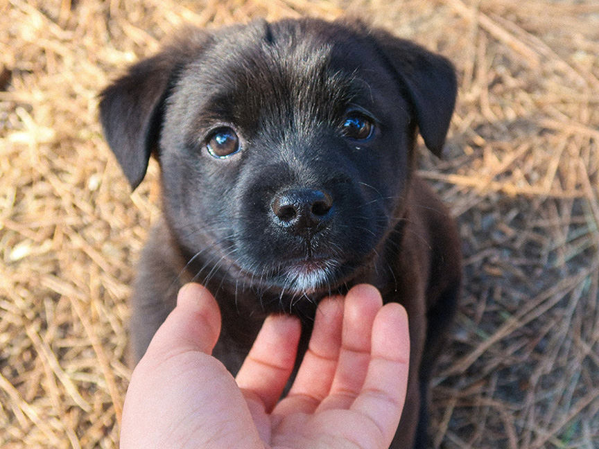 ryu-orn-handbypuppy-unsplash-sm ryu-orn-handbypuppy-unsplash-sm