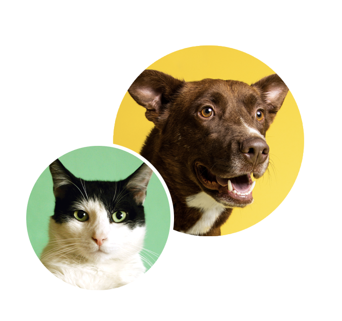 Contest: Little Friends: Dogs & Cats just wants to be pet