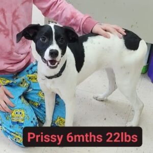 Prissy Prissy