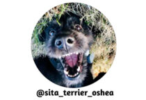 SB-Sponsor-SitaTerrierOShea