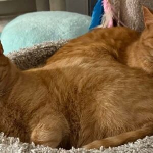 909651ca-cdb3-4b94-9cc6-8fa200efd0fc